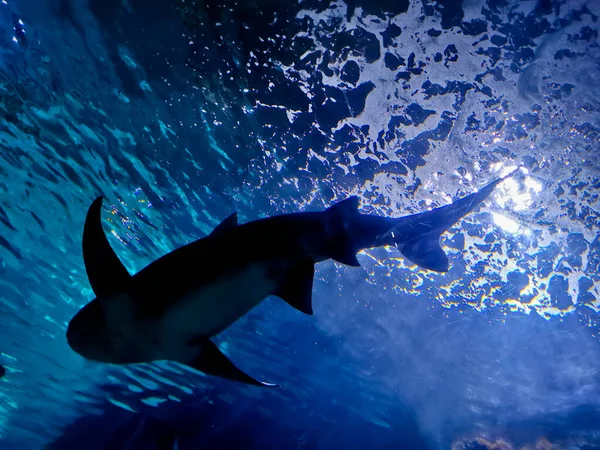 白灰大鲨鱼在深蓝色的海里游来游去 从下面看去 — 图库照片