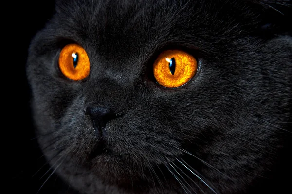 Olhos de gato — Fotografia de Stock