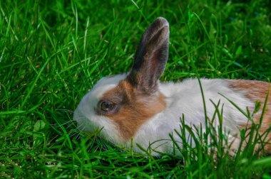 Yeşil çimenlerin üzerinde kahverengi tavşan.