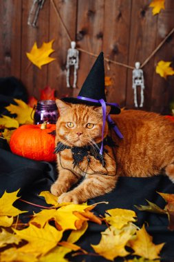 Cadılar Bayramı arka planında yatan cadı şapkası takan İngiliz turuncu kedisi