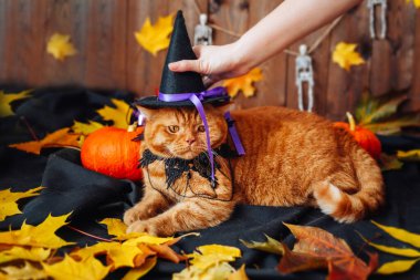 Cadılar Bayramı arka planında yatan cadı şapkası takan İngiliz turuncu kedisi. Cadılar Bayramı kostümü
