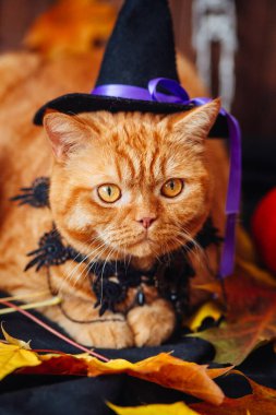 Cadılar Bayramı balkabağının yanında yatan cadı şapkası takan İngiliz turuncu kedisi