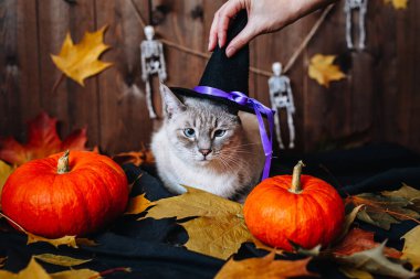 Cadılar Bayramı arka planında yatan mavi gözlü, cadı şapkalı gri kedi.