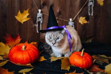 Cadılar Bayramı arka planında yatan mavi gözlü, cadı şapkalı gri kedi.