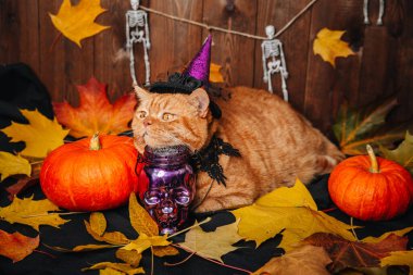 Cadılar Bayramı arka planında yatan cadı şapkalı İngiliz turuncu kedisi