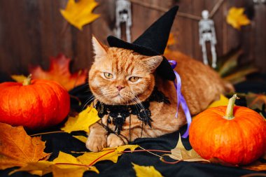 İngiliz turuncu kedisi, cadılar bayramı balkabağının yanında ahşap arka planda yatıyor.