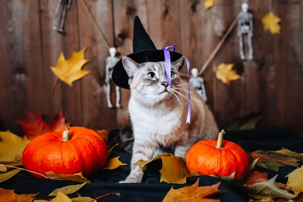Halloween-Kürbis und graue Katze auf Holzdekoration Hintergrund — Stockfoto