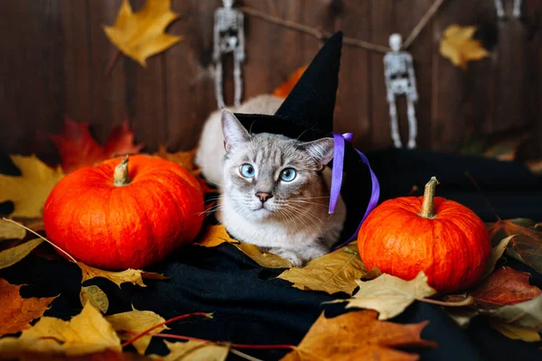 Gato gris con ojos azules con sombrero de bruja acostado en el fondo de Halloween — Foto de Stock