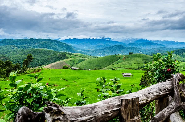 Campos de arroz — Foto de Stock