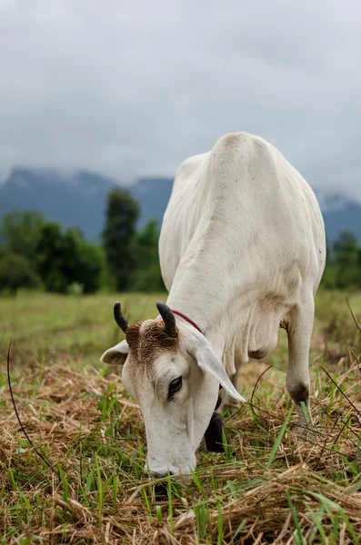 Cows eat grass after rain — Stock Photo, Image