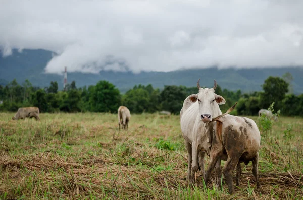 Les vaches mangent de l'herbe après la pluie — Photo