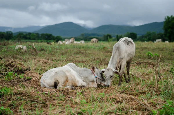 Les vaches mangent de l'herbe après la pluie — Photo