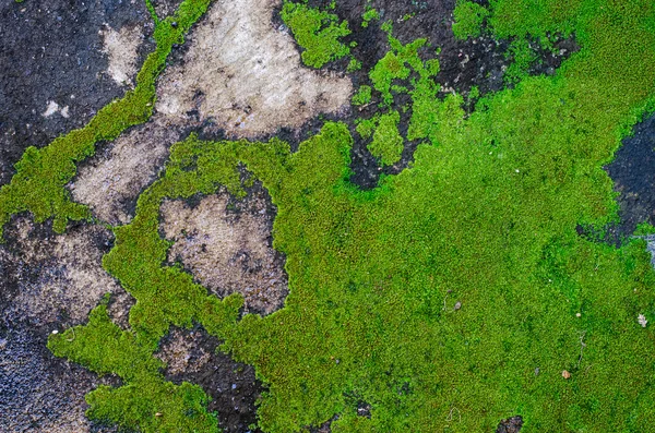 Moss creciendo en el suelo de hormigón — Foto de Stock