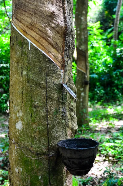 Melkachtig latex geëxtraheerd uit rubberboom (hevea brasiliensis) — Stockfoto