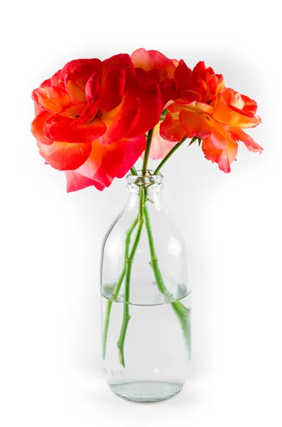 白色背景的橘红色玫瑰 — 图库照片
