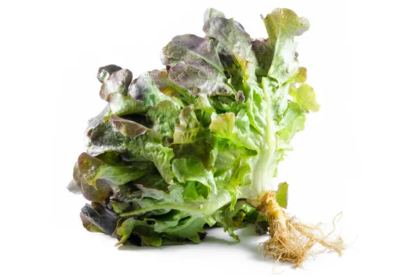 Oak Leaf lettuce isolated on white background — Stock Photo, Image
