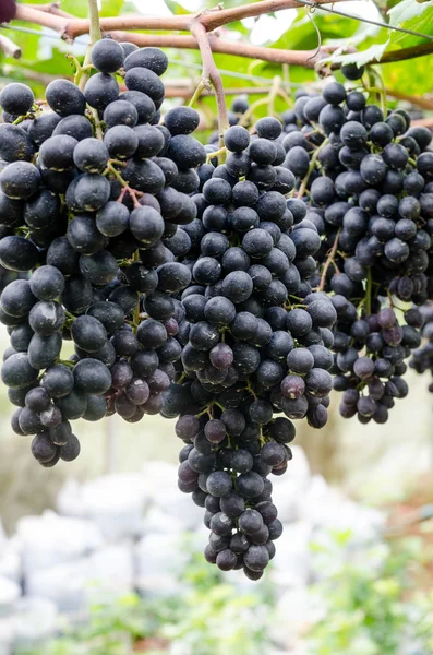 Racimos de uva de maduración en la vid — Foto de Stock