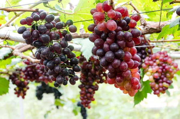 Racimos de uva de maduración en la vid — Foto de Stock