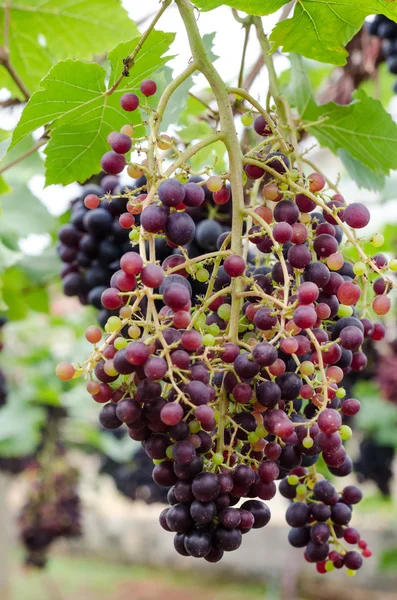 Dojrzewające grona winogron na winorośli — Zdjęcie stockowe
