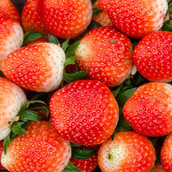 Fresh strawberry — Stock Photo, Image