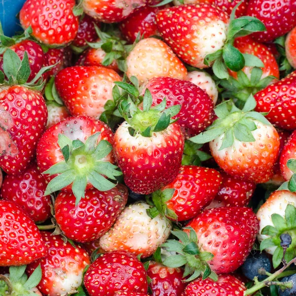 Fresh strawberry — Stock Photo, Image