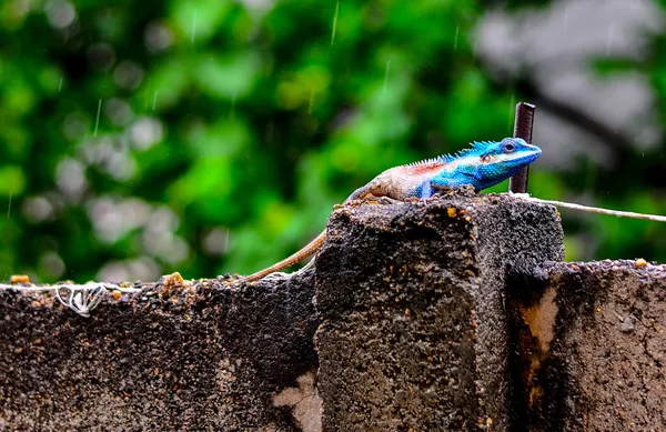 Iguana azul na natureza — Fotografia de Stock