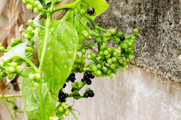 Flor comestible de Basella alba o espinaca malabar — Foto de Stock