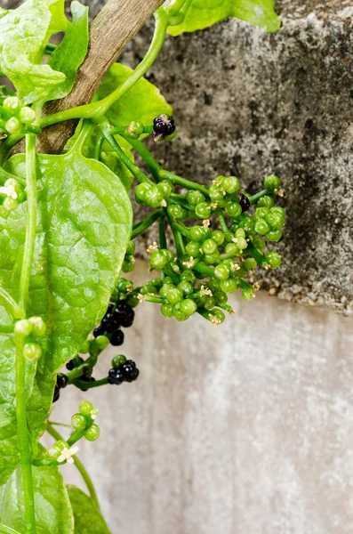 Edible flower of Basella alba or malabar spinach — Stock Photo, Image