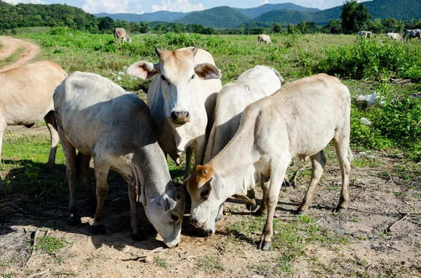 Les vaches mangent l'herbe — Photo