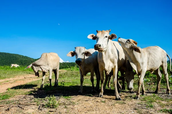 Les vaches mangent l'herbe — Photo