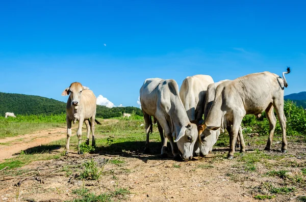 Les vaches mangent l'herbe — Photo