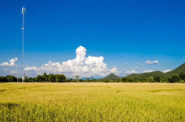 Rice fields against blue sky — Stock Photo, Image
