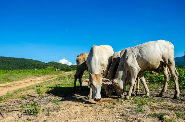 Cows eat grass — Stock Photo, Image