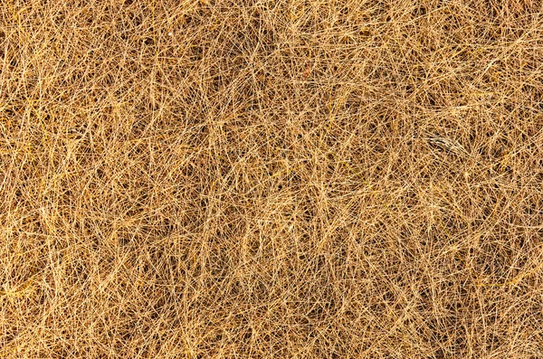 Texture di aghi di pino . — Foto Stock