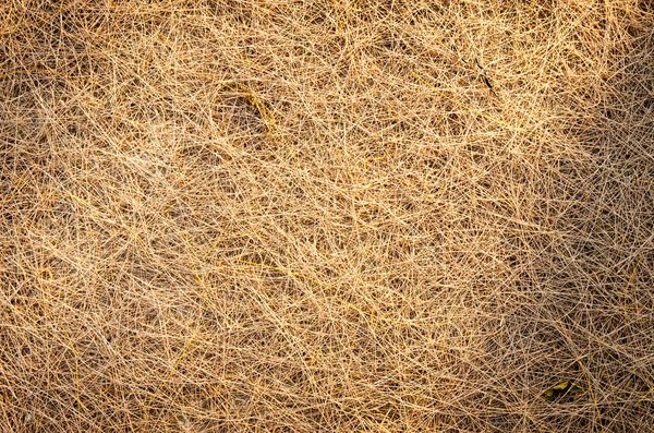 Texture of pine needles. — Stock Photo, Image