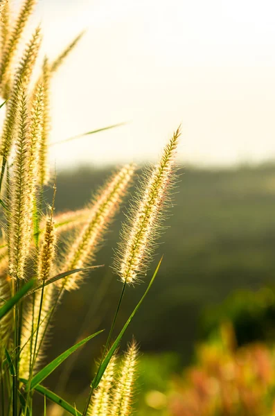 Witte riet veld — Stockfoto