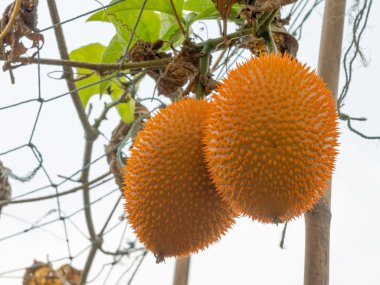 GAC meyve (momordica cochinchinensis) Güneydoğu Asya ekili