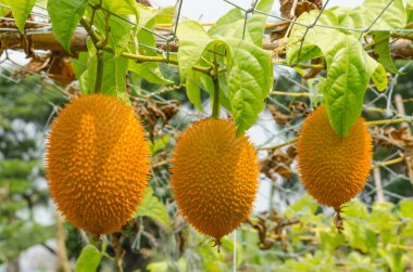 GAC meyve (momordica cochinchinensis) Güneydoğu Asya ekili