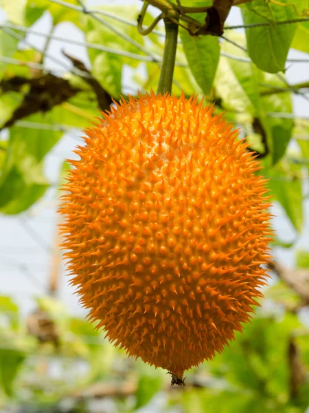 Гак фрукти (momordica cochinchinensis) є культивується всієї Південно-Східної Азії — стокове фото