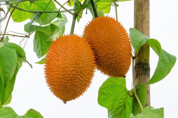Гак фрукти (momordica cochinchinensis) є культивується всієї Південно-Східної Азії — стокове фото
