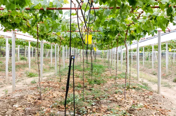 Разбрызгиватель, поливающий виноградники — стоковое фото