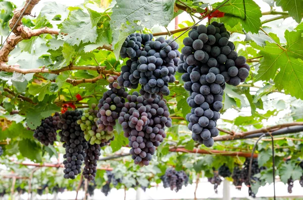 Uvas rojas en el viñedo — Foto de Stock