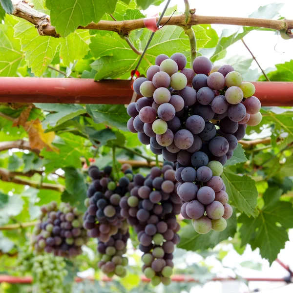 Uvas rojas en el viñedo — Foto de Stock