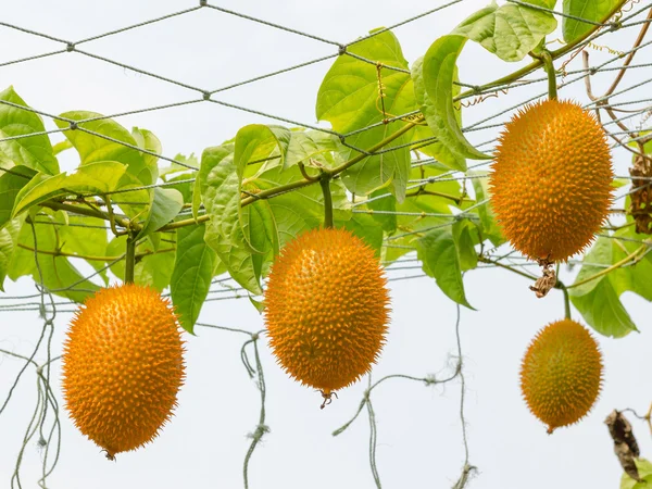 Gac fruit (Momordica cochinchinensis) is cultivated throughout Southeast Asia — Stock Photo, Image