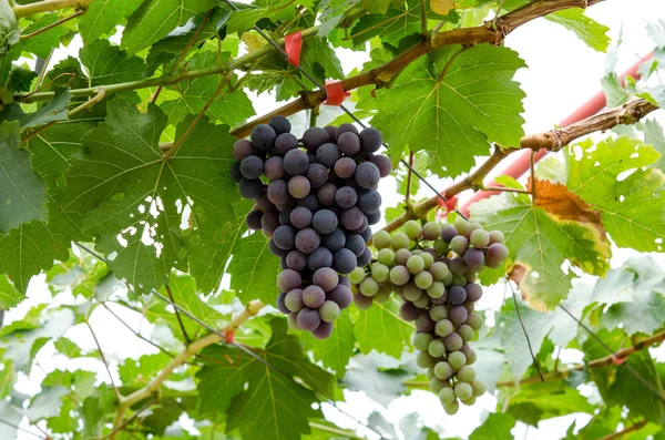 Red grapes in the vineyard — Stock Photo, Image