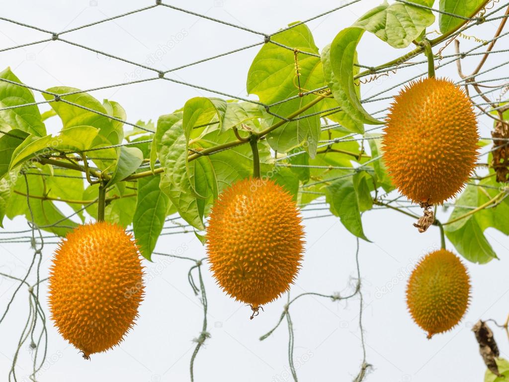 Gac Fruit Momordica Cochinchinensis Is Cultivated Throughout Southeast Asia Stock Photo By C Bouybin 43970171