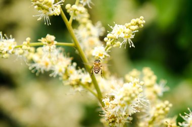 çalışma arı longan çiçek çiçek nektar toplar