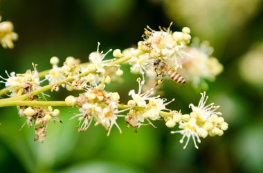çalışma arı longan çiçek çiçek nektar toplar