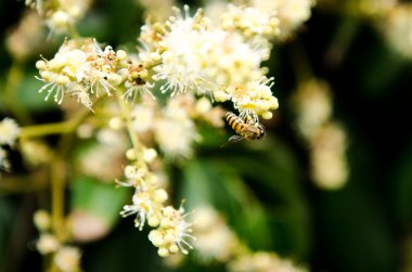 çalışma arı longan çiçek çiçek nektar toplar