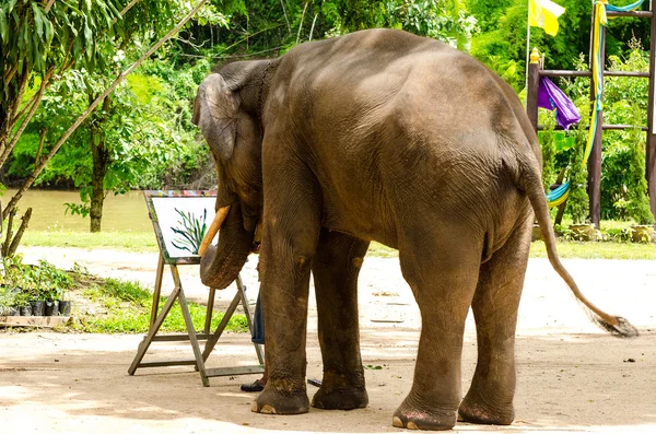 Asian elephant — Stock Photo, Image